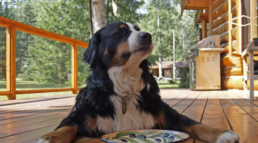 Elevate Your Pup's Dining Experience with Our Stylish and Durable Dog Bowls! BearwoodEssentials-Elevated Pet Feeders