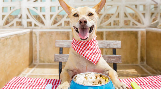 Experience the Ultimate Doggie Treat at Salty Paws in New Jersey! BearwoodEssentials-Elevated Pet Feeders