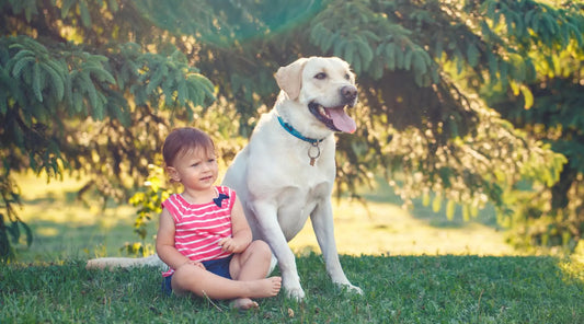 Fur Babies: The Unique Bond Between Dogs and Their Human Siblings BearwoodEssentials-Elevated Pet Feeders