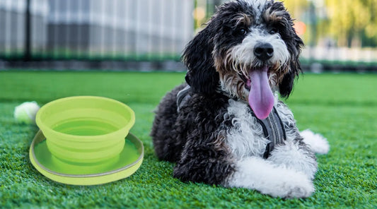 Make-Mealtime-On-the-Go-Easy-with-the-CR-Collapsible-Travel-Diner BearwoodEssentials-Elevated Pet Feeders