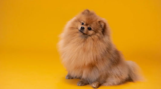 Top 10 Benefits of Pet Ownership BearwoodEssentials-Elevated Pet Feeders