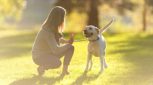 Training Treats 101: Finding the Right Rewards for Successful Training Sessions BearwoodEssentials-Elevated Pet Feeders