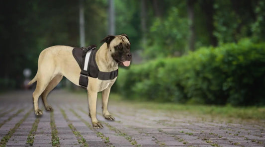 Unleash-Adventure-with-the-Guardian-Gear-Excursion-Harness BearwoodEssentials-Elevated Pet Feeders