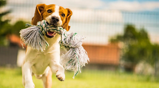 Unleash Playtime Fun with the Cotton Cord Pet Chew Toy Set: Your Dog's Molar Toy Delight! BearwoodEssentials-Elevated Pet Feeders