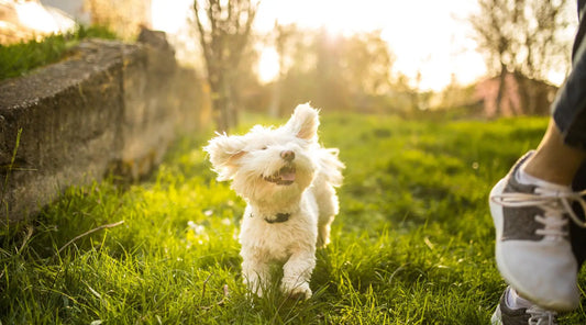 Unleashing Joy: The Ultimate Dog Toy for Your Four-Legged Companion BearwoodEssentials-Elevated Pet Feeders