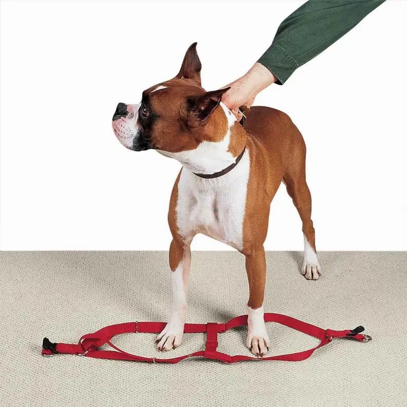 CC Nylon 2 Step Harness BearwoodEssentials-Elevated Pet Feeders