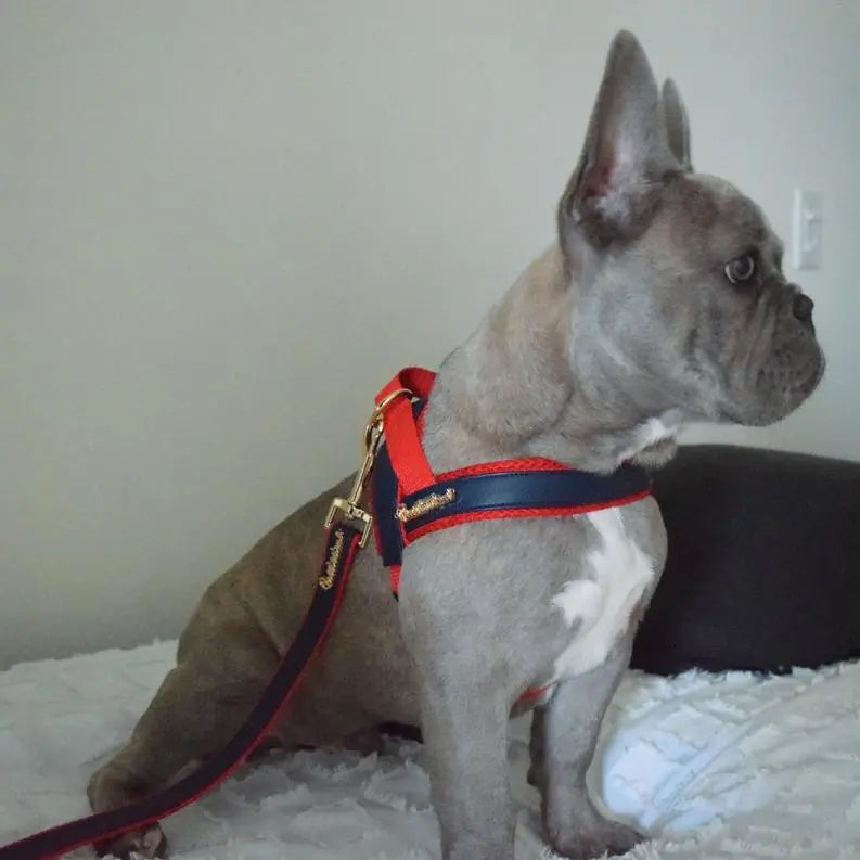 Cardinal collar BearwoodEssentials-Elevated Pet Feeders