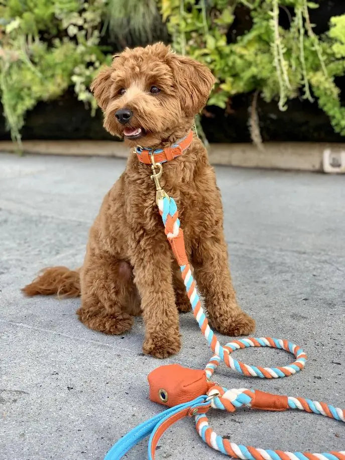 Dog Leash BearwoodEssentials-Elevated Pet Feeders