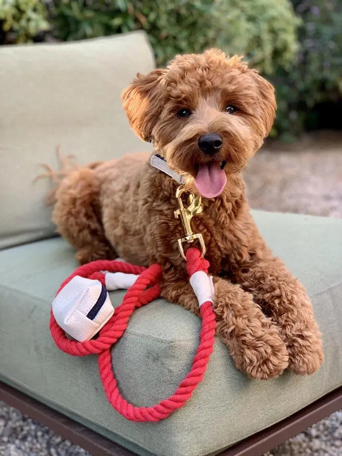 Dog Leash BearwoodEssentials-Elevated Pet Feeders