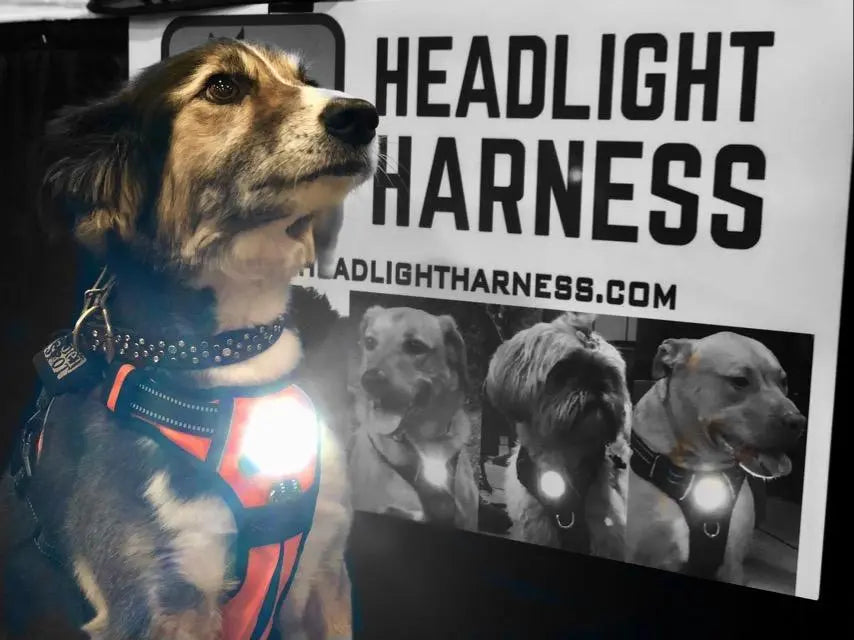 Headlight Harness, Dog Harness with Built In LED Light BearwoodEssentials-Elevated Pet Feeders
