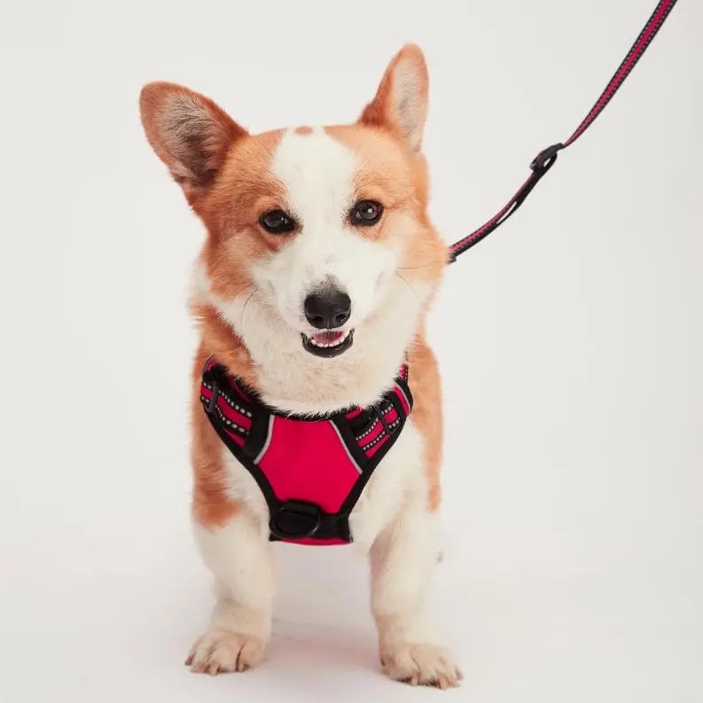 Mr. Peanut's PetTrek Reflective Pet Harness With Matching Leash BearwoodEssentials-Elevated Pet Feeders