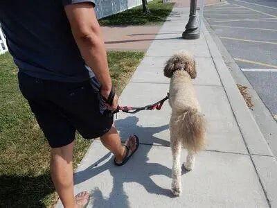 Omni Multi-Length Leash BearwoodEssentials-Elevated Pet Feeders