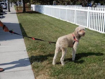 Omni Multi-Length Leash BearwoodEssentials-Elevated Pet Feeders