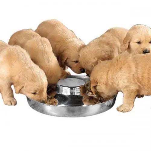 ProSelect Puppy Dish 11In BearwoodEssentials-Elevated Pet Feeders