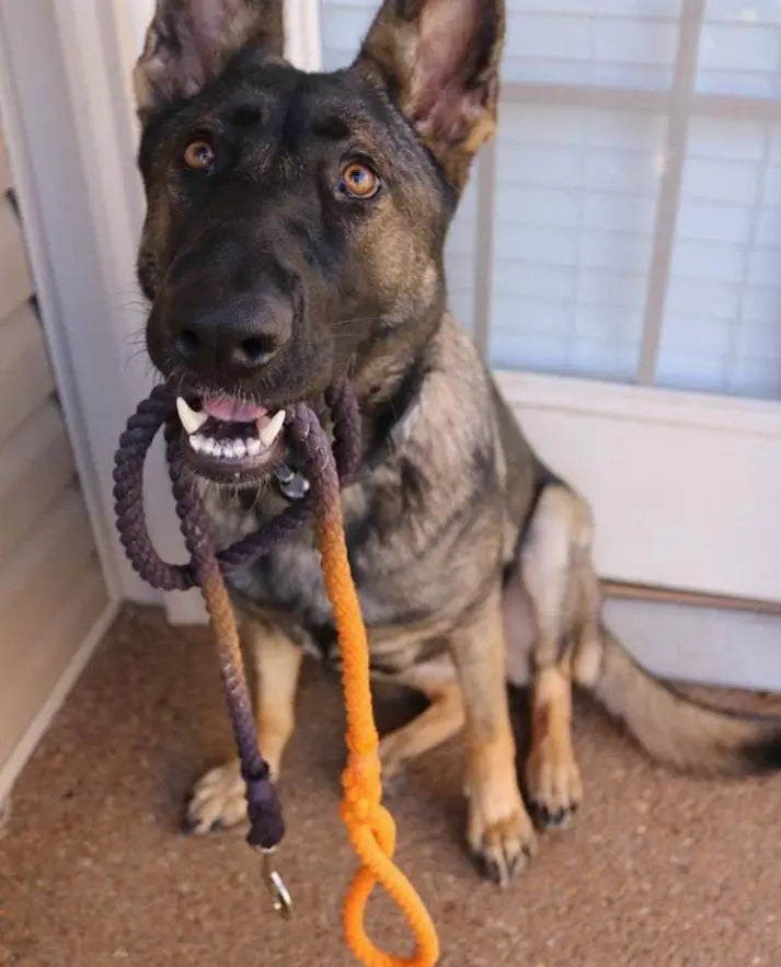 Rope Dog Leash BearwoodEssentials-Elevated Pet Feeders