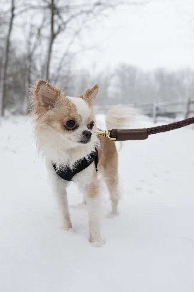 Rope Leash BearwoodEssentials-Elevated Pet Feeders