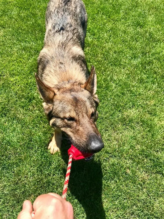 USA-K9 Grenade Durable Rubber Chew Toy, Treat Dispenser, Reward Toy, Tug Toy, and Retrieving Toy BearwoodEssentials-Elevated Pet Feeders