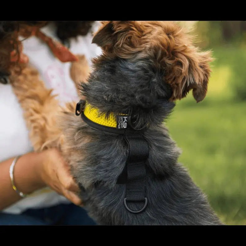Walk-On with Harness & Storage BearwoodEssentials-Elevated Pet Feeders