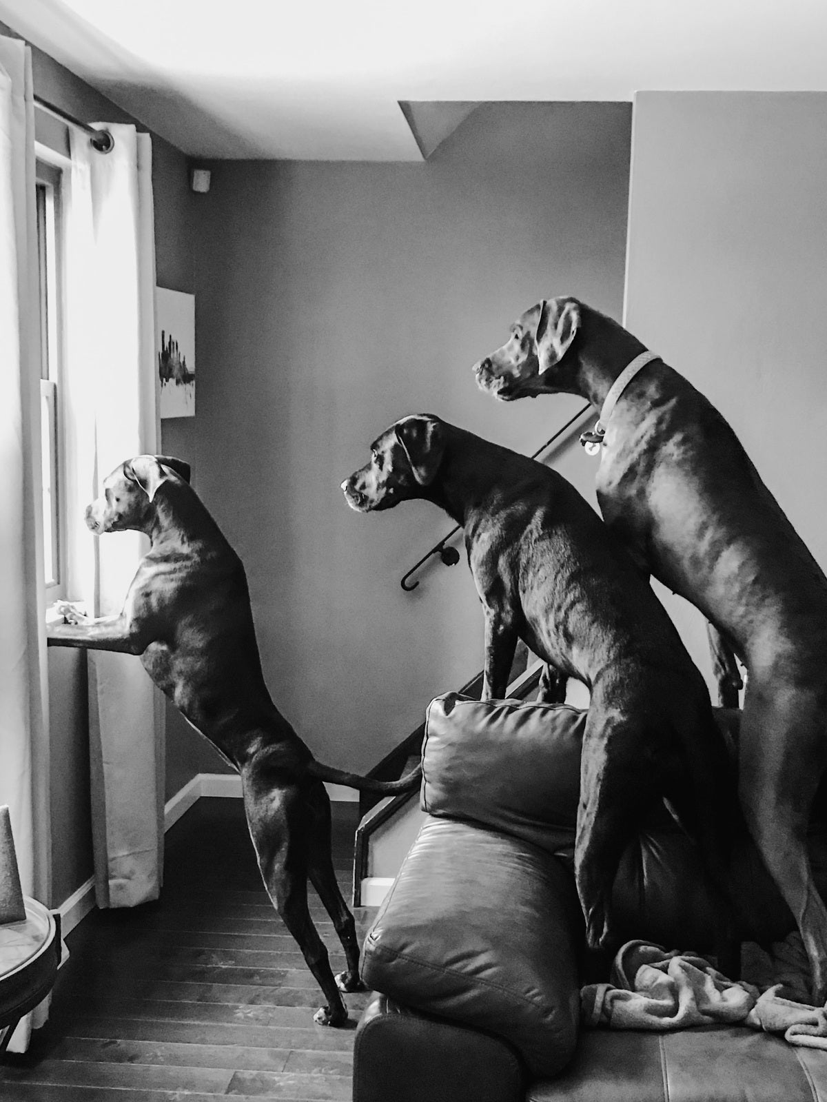 dogs