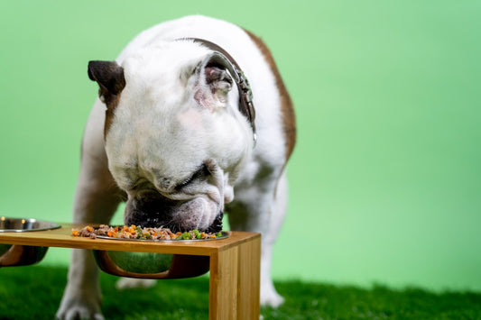 Woman comparing different elevated pet feeders in kitchen
