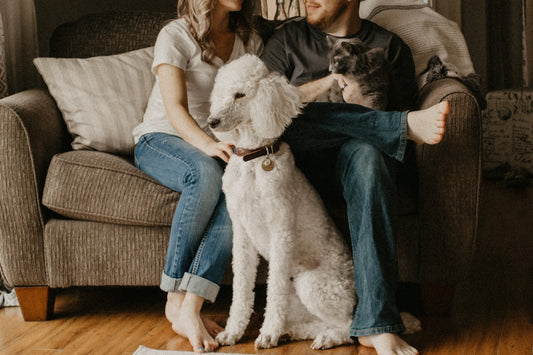 What Is a Gift Registry for Pet Products? BearwoodEssentials-Elevated Pet Feeders