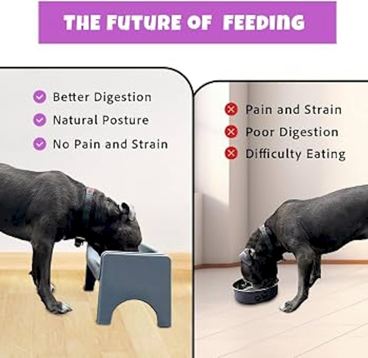 Natural Feeding Position for Dogs: Your 2026 Guide BearwoodEssentials-Elevated Pet Feeders