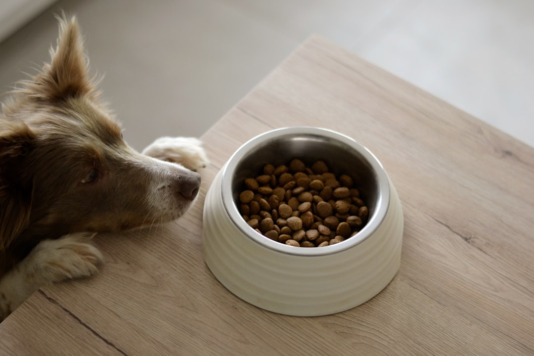 Minimalist illustration of rustic wood and stainless steel dog feeders