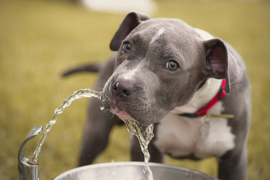 Auto Waterer for Dogs: Best Picks for Every Setup BearwoodEssentials-Elevated Pet Feeders