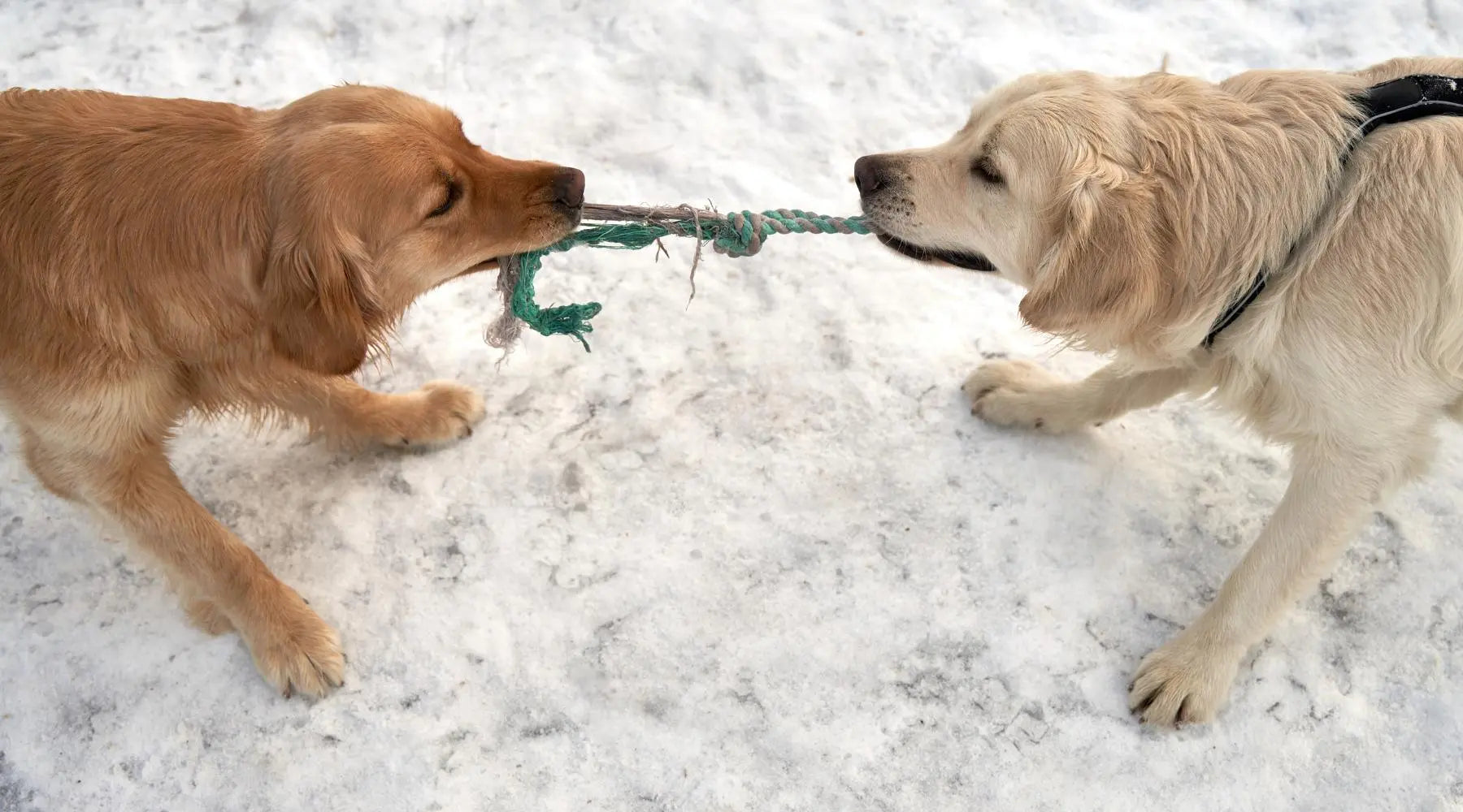 Playing tug of war with your dog best sale