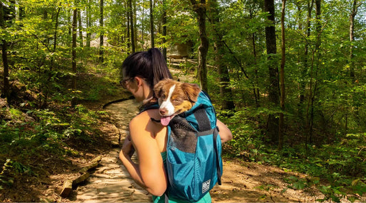 Explore-the-Outdoors-with-Your-Dog-Using-the-K9-Sport-Sack-Trainer BearwoodEssentials-Elevated Pet Feeders