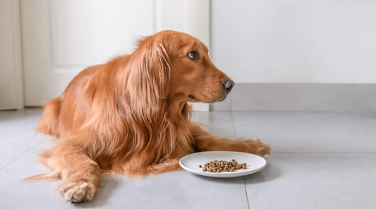 Feeding Frenzy: Tips for Choosing the Perfect Dog Feeder BearwoodEssentials-Elevated Pet Feeders