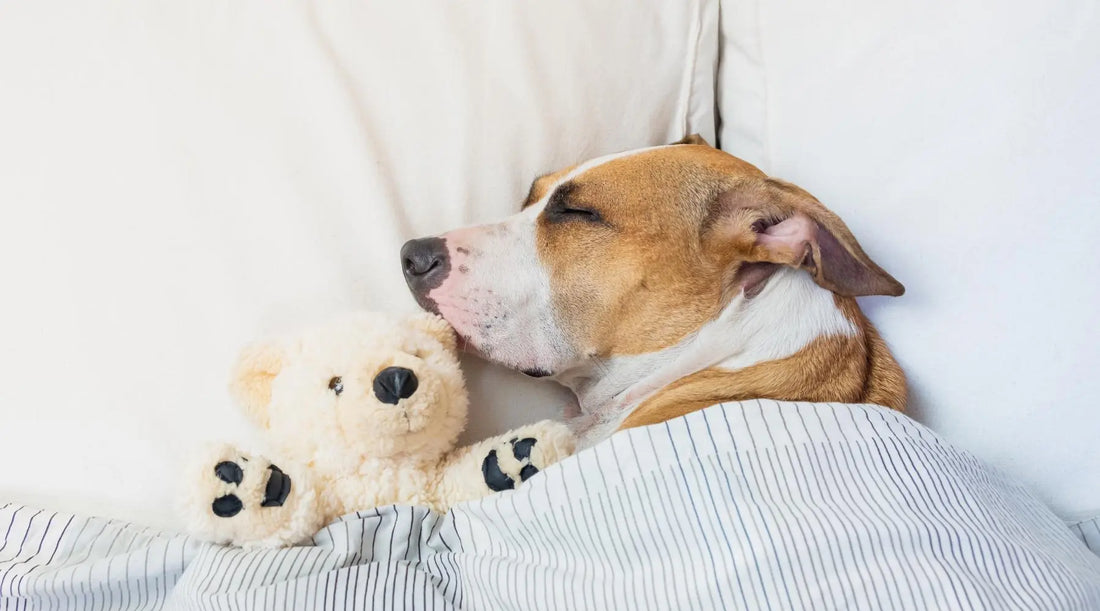 Give Your Pup the Ultimate Nap-Time Comfort with Slumber Pet Sherpa Crate Dog Beds! BearwoodEssentials-Elevated Pet Feeders