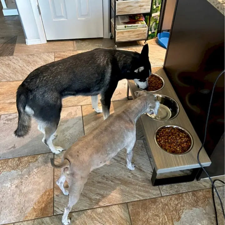 How Raised Feeders Prevent Regurgitation in Dogs BearwoodEssentials-Elevated Pet Feeders