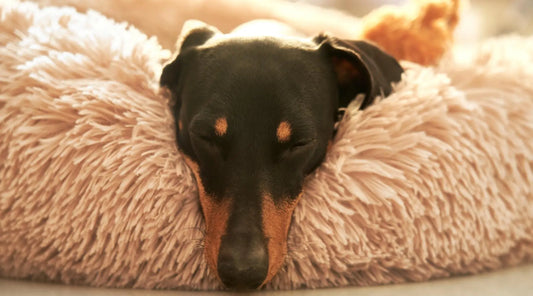 Indulge Your Pup in Luxury with the Deluxe Collection by Hello Doggie! BearwoodEssentials-Elevated Pet Feeders