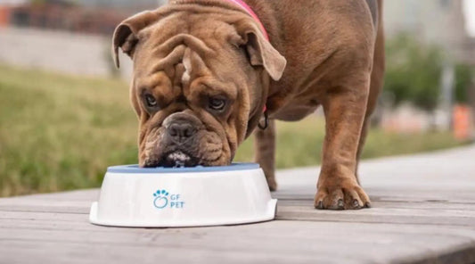 Keep Your Pooch Cool and Hydrated with the GF Pet Ice-Bowl! BearwoodEssentials-Elevated Pet Feeders
