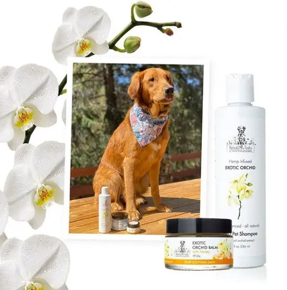 Petals & Tails: CBD Products for Dogs & Cats BearwoodEssentials-Elevated Pet Feeders
