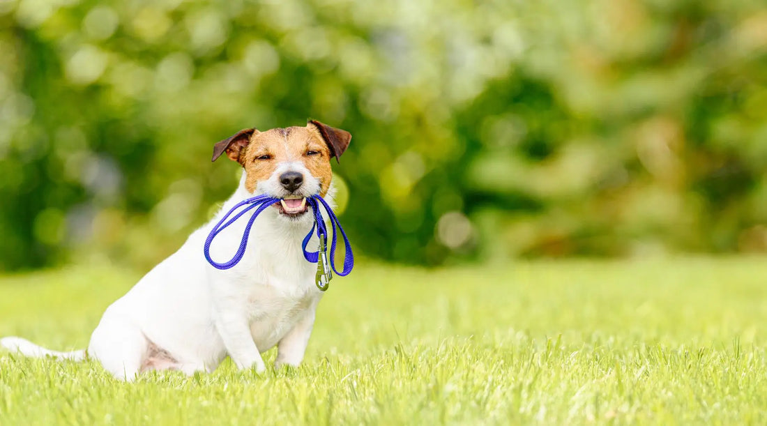 Step Out in Style with our Cotton Rope Dog Leash: The Perfect Finishing Touch! BearwoodEssentials-Elevated Pet Feeders