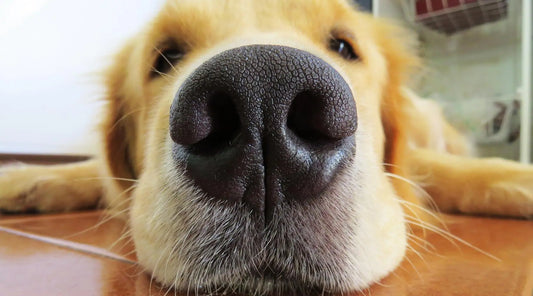 The Golden Retriever: A Heart of Gold and a Bundle of Joy BearwoodEssentials-Elevated Pet Feeders