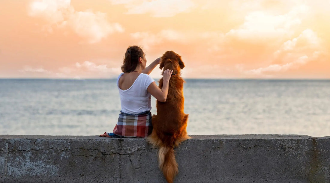 The Unbreakable Bond: Tales of Loyalty and Friendship Between Dogs and Their Owners BearwoodEssentials-Elevated Pet Feeders