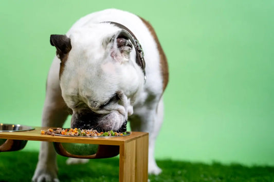Top 4 Pupphub.com Elevated Pet Feeder Alternatives 2026 BearwoodEssentials-Elevated Pet Feeders