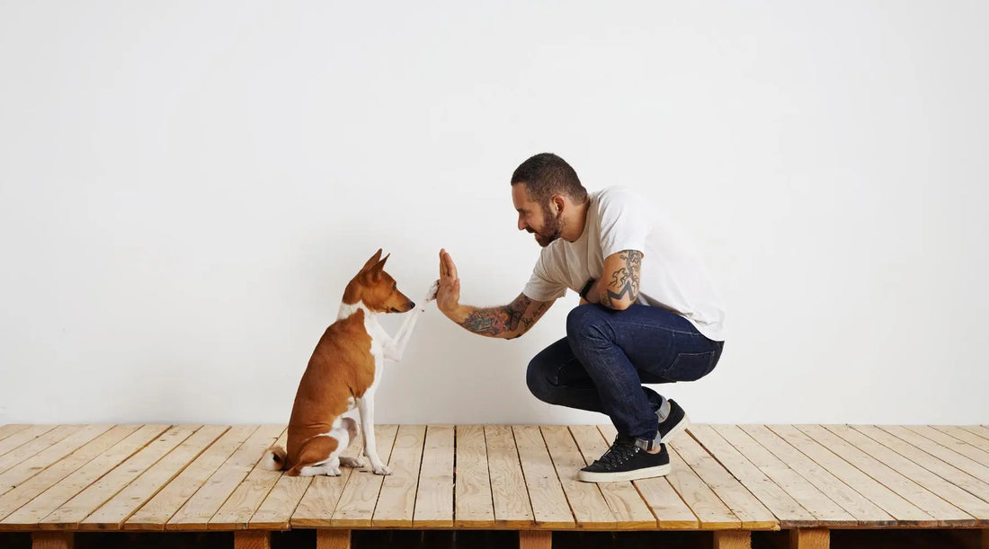 What Dog Training Can Teach You about Personal Growth BearwoodEssentials-Elevated Pet Feeders