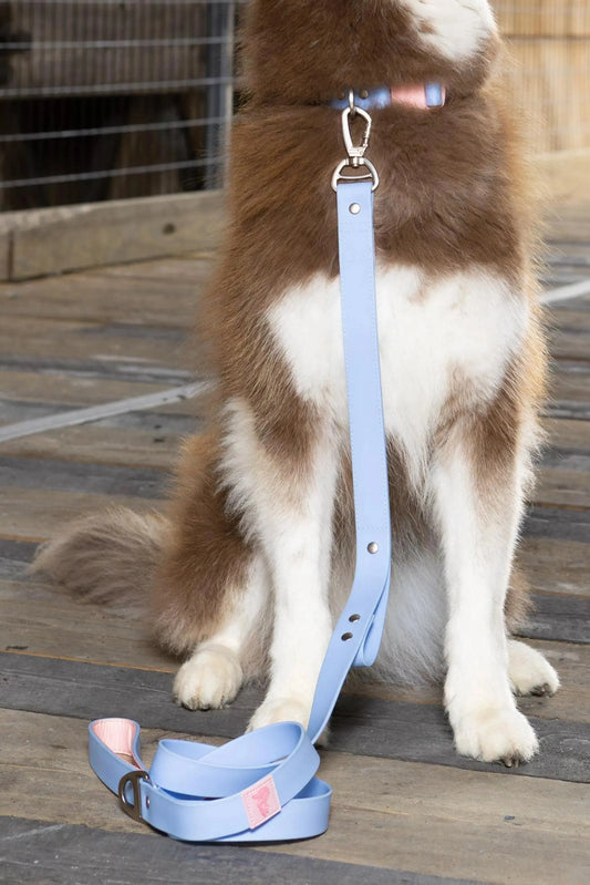 Blue Sky Orchid Waterproof Leash Aria the Fox