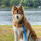 Dockside Adventures Waterproof Dog Leash Aria the Fox