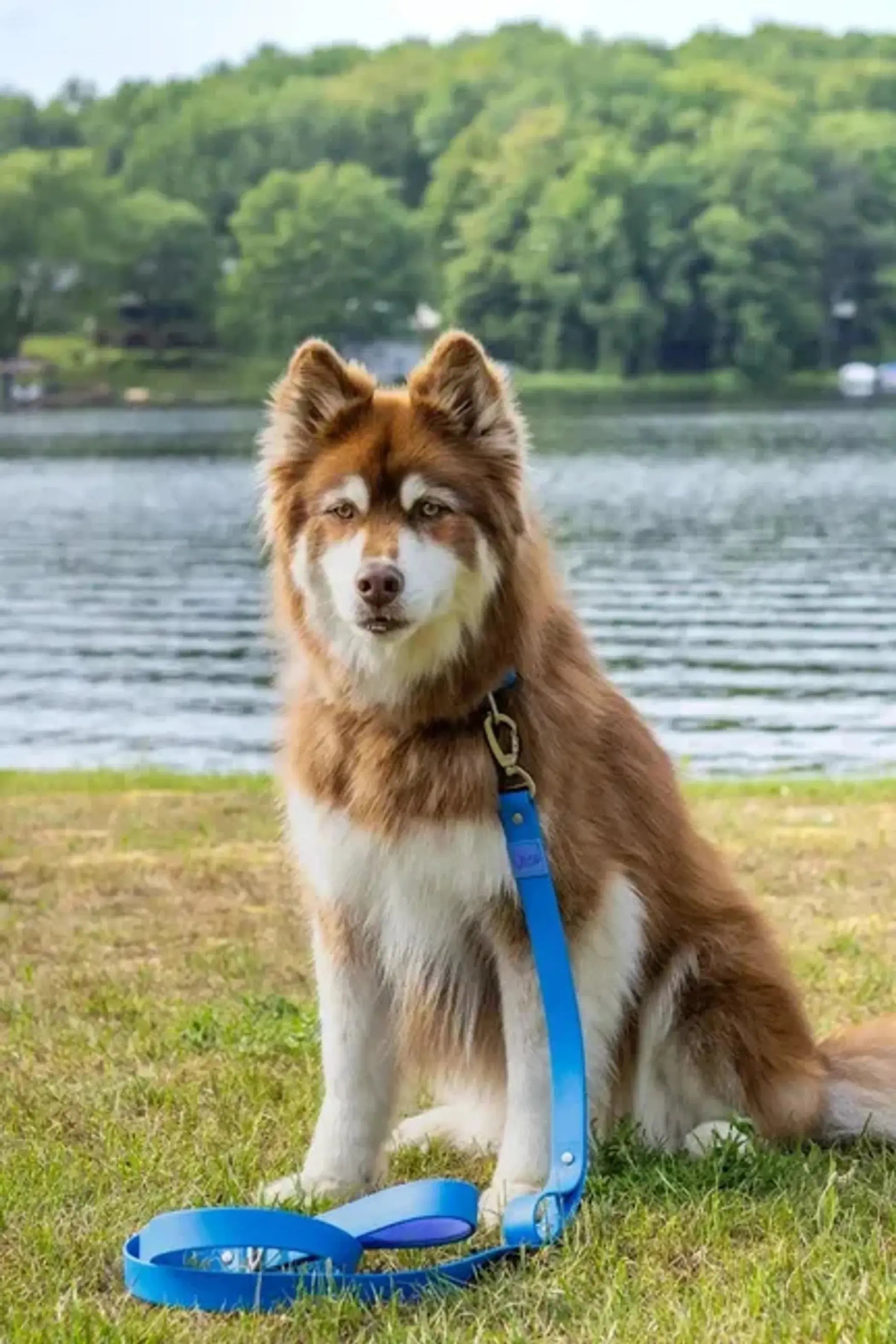 Dockside Adventures Waterproof Dog Leash Aria the Fox