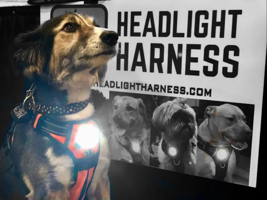 Headlight Harness, Dog Harness with Built In LED Light BearwoodEssentials-Elevated Pet Feeders