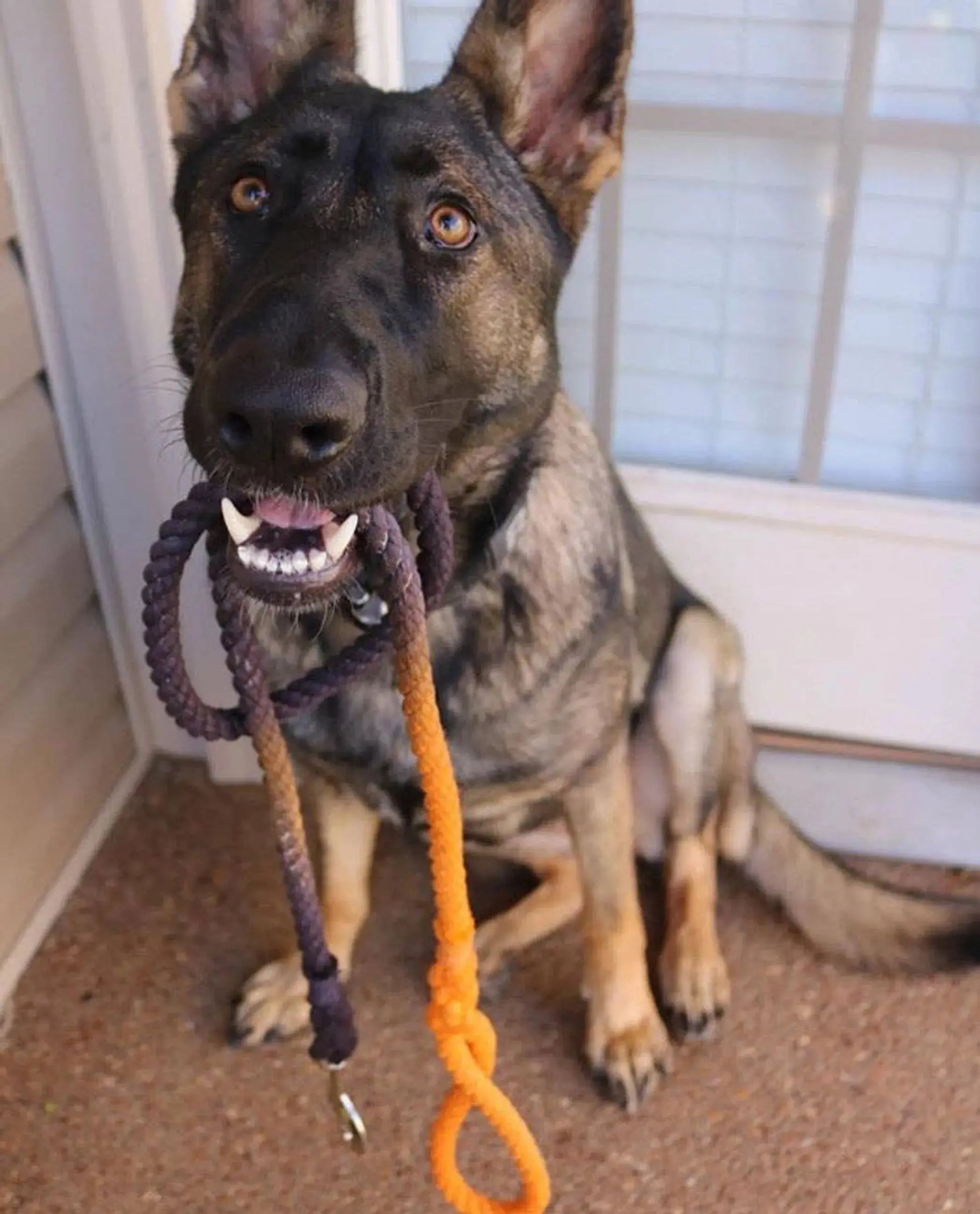 Rope Dog Leash Kai's Canine Creative