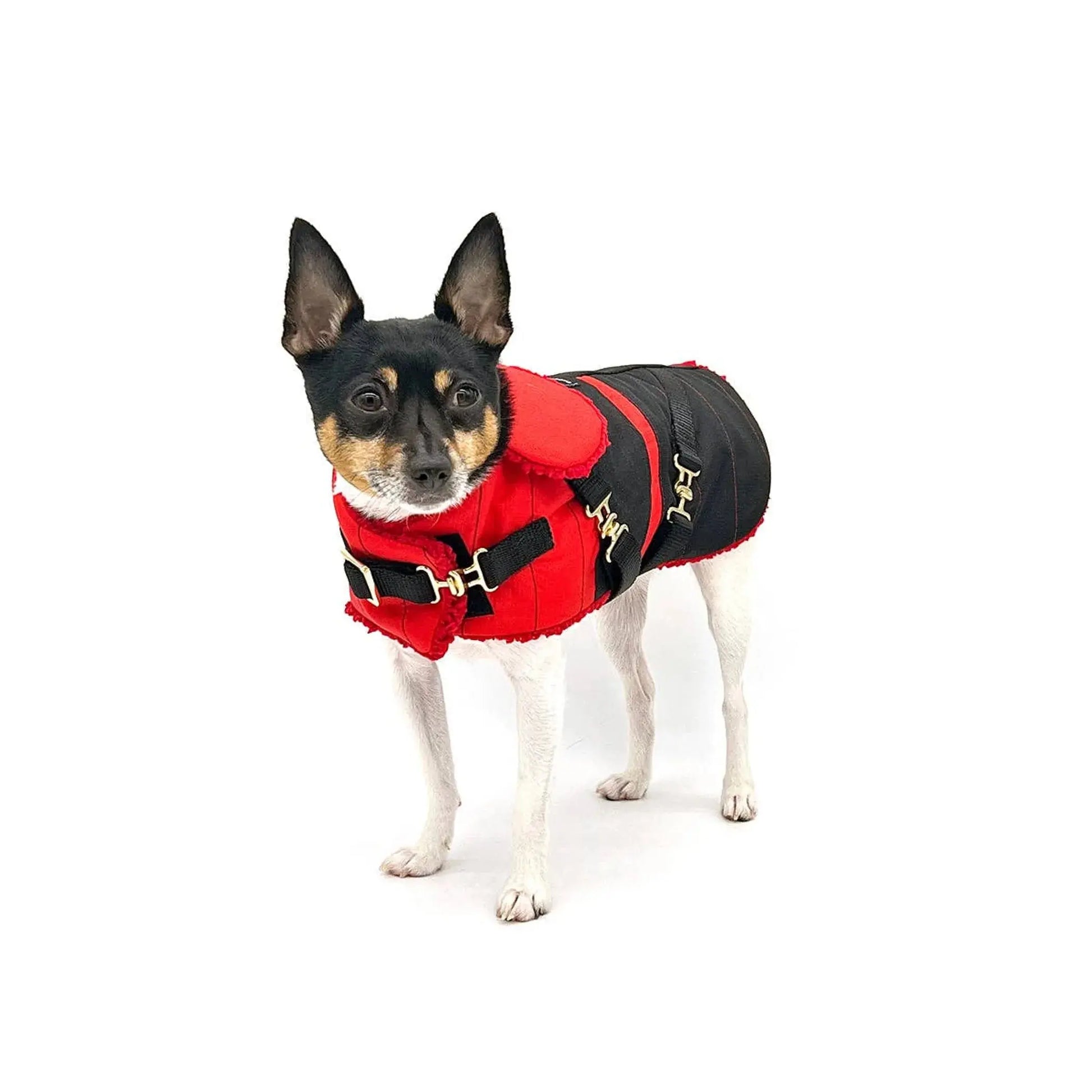 "Ruby Red" - DCNY Equestrian Collection DoggieCoutureNY
